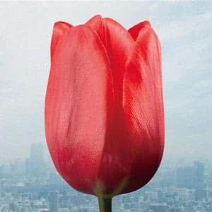 大切なものは君以外に見当たらなくて Taisetsu Na Mono Wa Kimi Igai Ni Miataranakute Lyrics By Flumpool