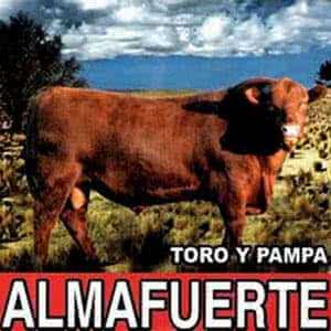 Toro Y Pampa