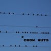Crow Nuts
