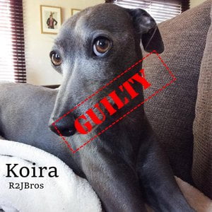 Koira