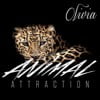 Animal Attraction