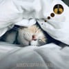Acoustic Guitar for Cats