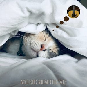 Acoustic Guitar for Cats