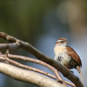 Relaxing Forest Sounds - Birds Singing