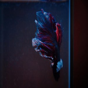 Phoenix Feathers