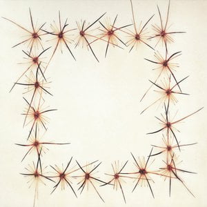 The Adobe Collective