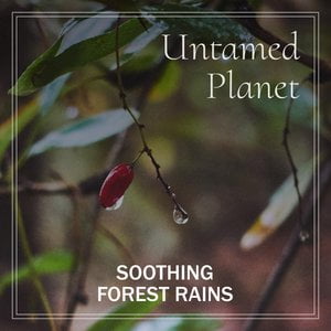 Soothing Forest Rains
