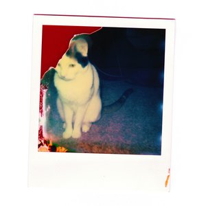 Molly