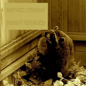 Bandit Untamed