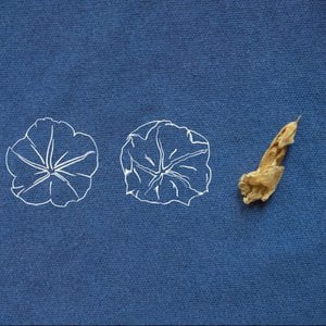 Moonflower
