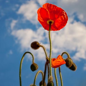 Poppy
