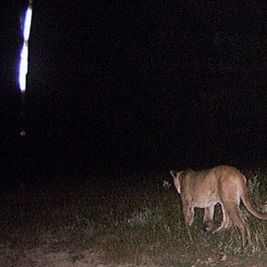 puma blue just a phase lyrics