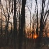 the forest