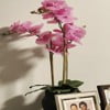 Black Orchid