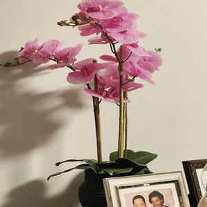 Black Orchid