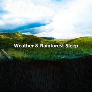 ! ! ! Weather & Rainforest Sleep ! ! !