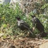 Raven, My Only Friend