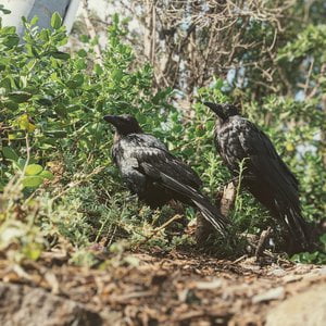Raven, My Only Friend