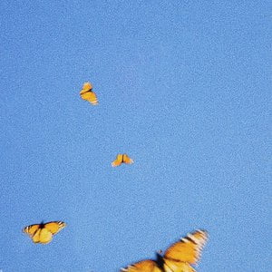 Butterflies