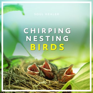 Chirping Nesting Birds