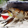 If a Crayfish Made Music it Would Sound like THIS