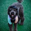 Music for Dogs: Brain Stimulation