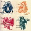 Vena Cava