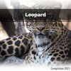 Leopard Compilation 2023