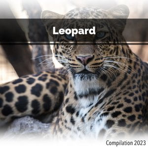 Leopard Compilation 2023