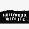 Hollywood Wildlife