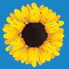 The Original London Cast of Calendar Girls The Musical