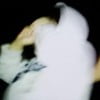 XaAVvii